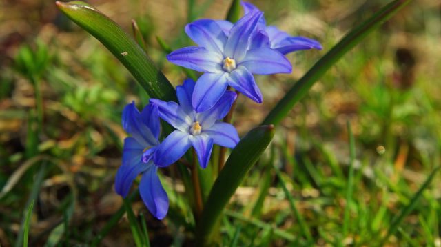 Chionodox: photo of flowers, description, reproduction, planting and care