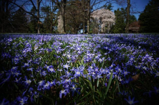 Chionodox: photo of flowers, description, reproduction, planting and care