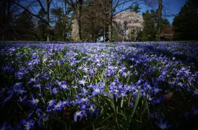 Chionodox: photo of flowers, description, reproduction, planting and care