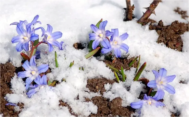 Chionodox: photo of flowers, description, reproduction, planting and care