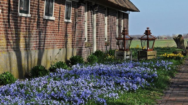 Chionodox: photo of flowers, description, reproduction, planting and care