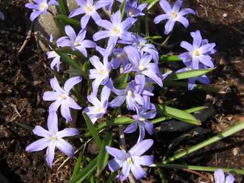 Chionodox: photo of flowers, description, reproduction, planting and care