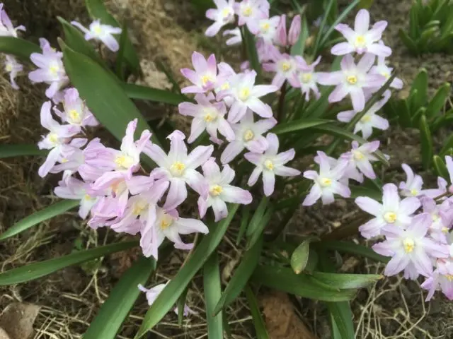 Chionodox: photo of flowers, description, reproduction, planting and care