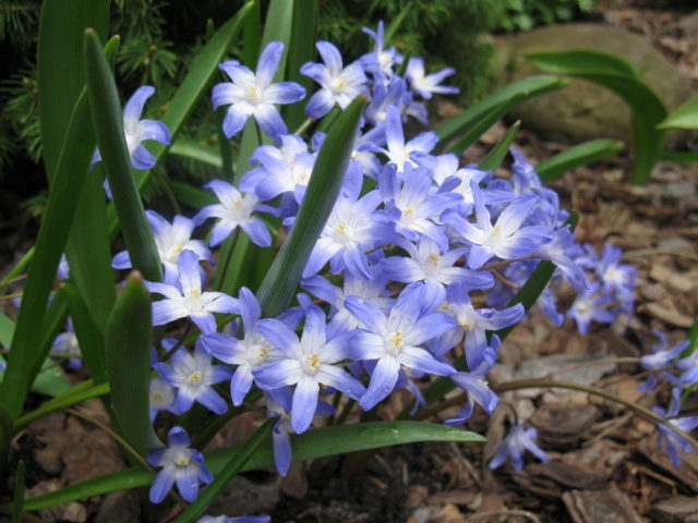 Chionodox: photo of flowers, description, reproduction, planting and care