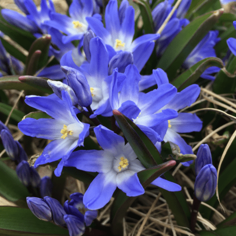 Chionodox: photo of flowers, description, reproduction, planting and care