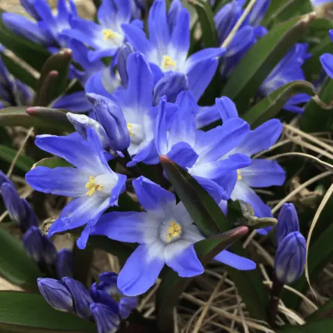 Chionodox: photo of flowers, description, reproduction, planting and care