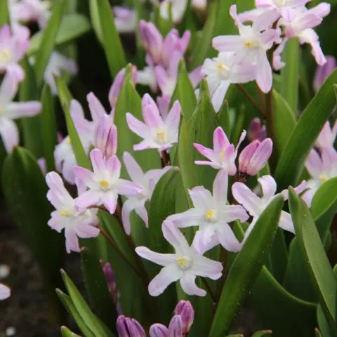 Chionodox: photo of flowers, description, reproduction, planting and care