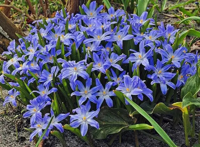 Chionodox: photo of flowers, description, reproduction, planting and care