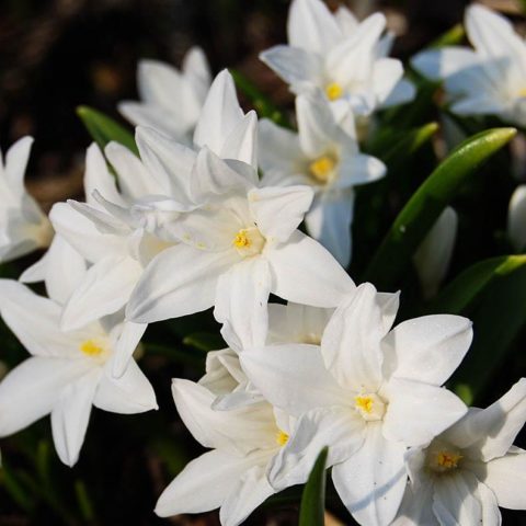 Chionodox: photo of flowers, description, reproduction, planting and care