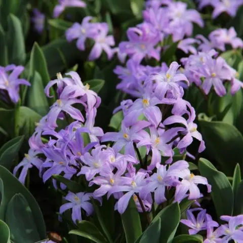 Chionodox: photo of flowers, description, reproduction, planting and care