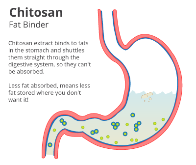 Chitosan for slimming &#8211; properties, application and effectiveness