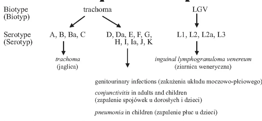 Chlamydia Trachomatis &#8211; serological types. What diseases can Chlamydia Trachomatis cause?