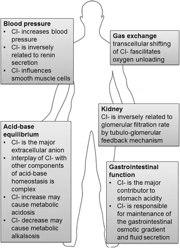 Chlorine &#8211; norms, interpretation of results, causes of hyperchloraemia