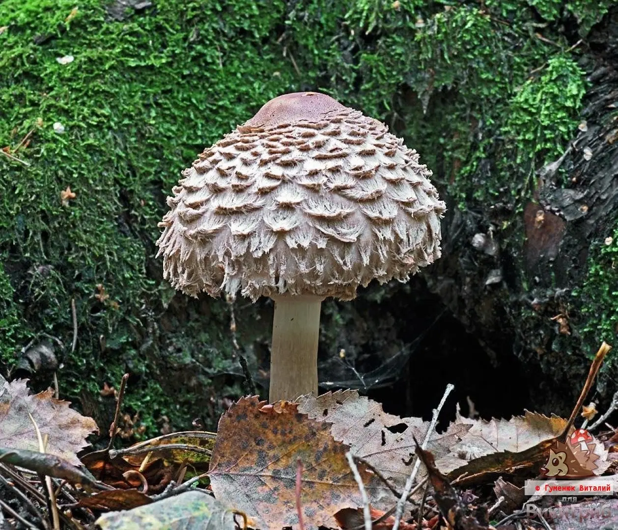 Chlorophyllum Olivier (Chlorophyllum olivieri) photo and description