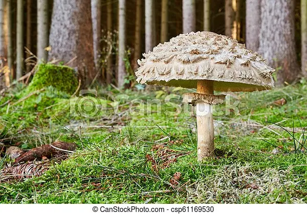 Chlorophyllum Olivier (Chlorophyllum olivieri) photo and description