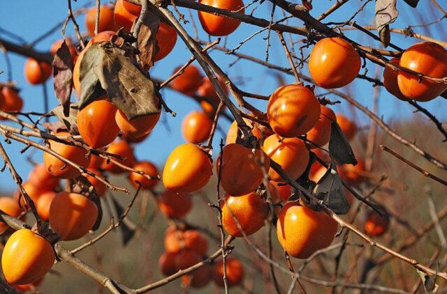 Chocolate persimmon Korolek: a description of the variety, where and how it grows when it ripens