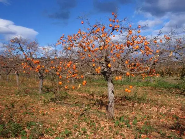 Chocolate persimmon Korolek: a description of the variety, where and how it grows when it ripens