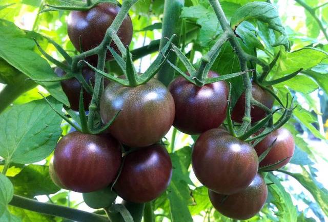 Chocolate Tomato: reviews, photos, yield