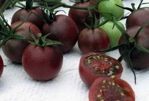 Chocolate Tomato: reviews, photos, yield