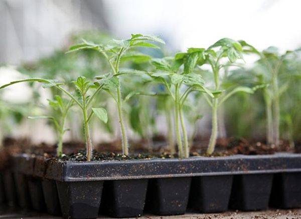 Chocolate Tomato: reviews, photos, yield