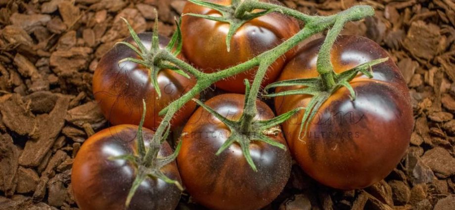 Chocolate Tomato: reviews, photos, yield