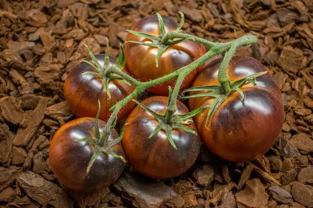 Chocolate Tomato: reviews, photos, yield