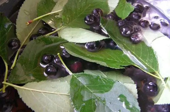 Chokeberry jam with cherry leaf