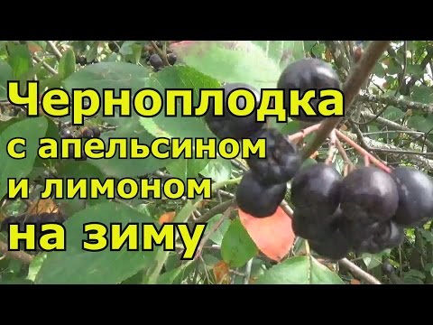 Chokeberry with orange