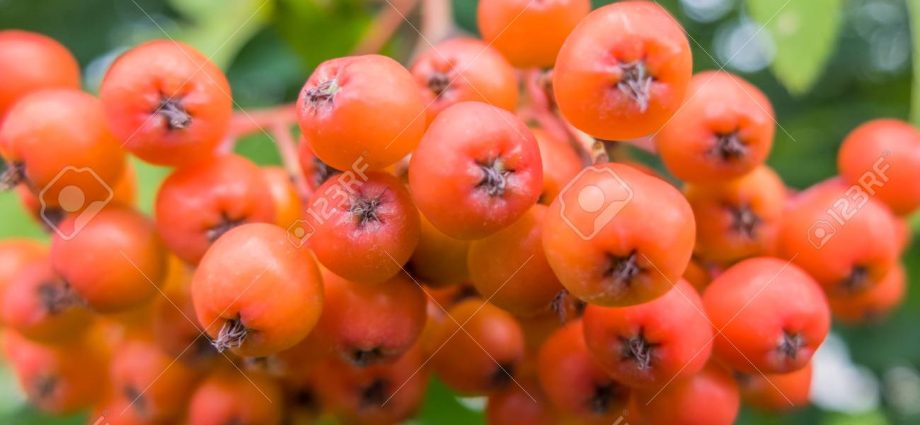 Chokeberry with orange