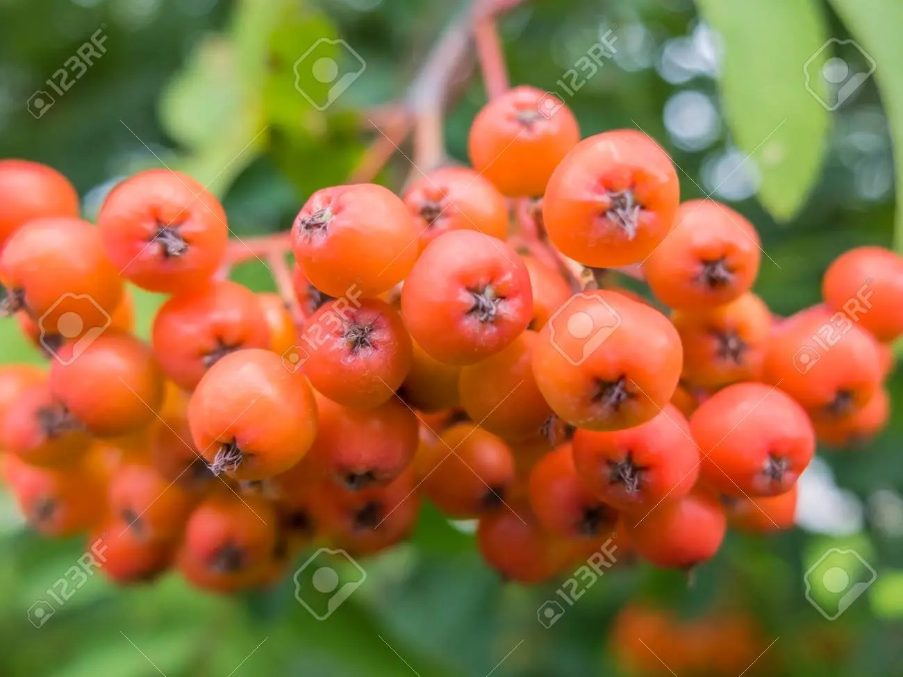 Chokeberry with orange