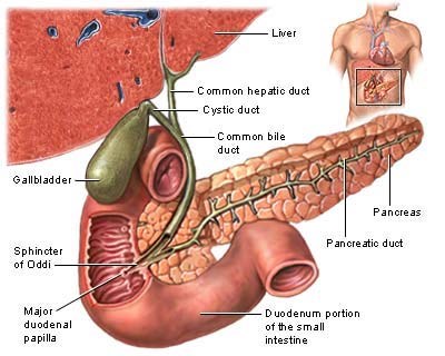 Cholamide for gallbladder dysfunction. How to use?