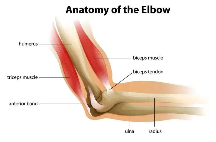 Cholesterol increases the risk of inflammation of the tendons