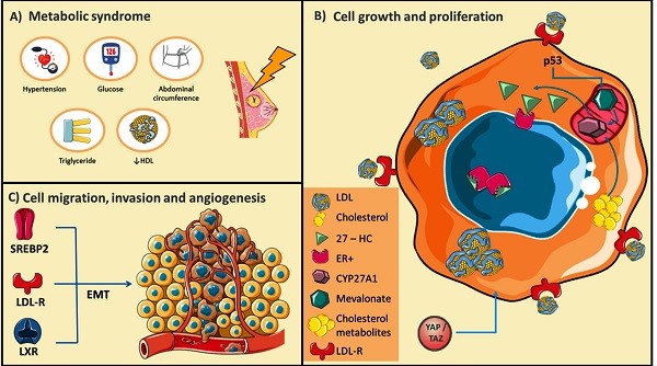 Cholesterol promotes breast cancer