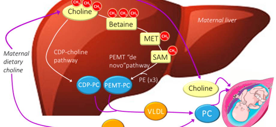 Choline relieves the symptoms of Down syndrome