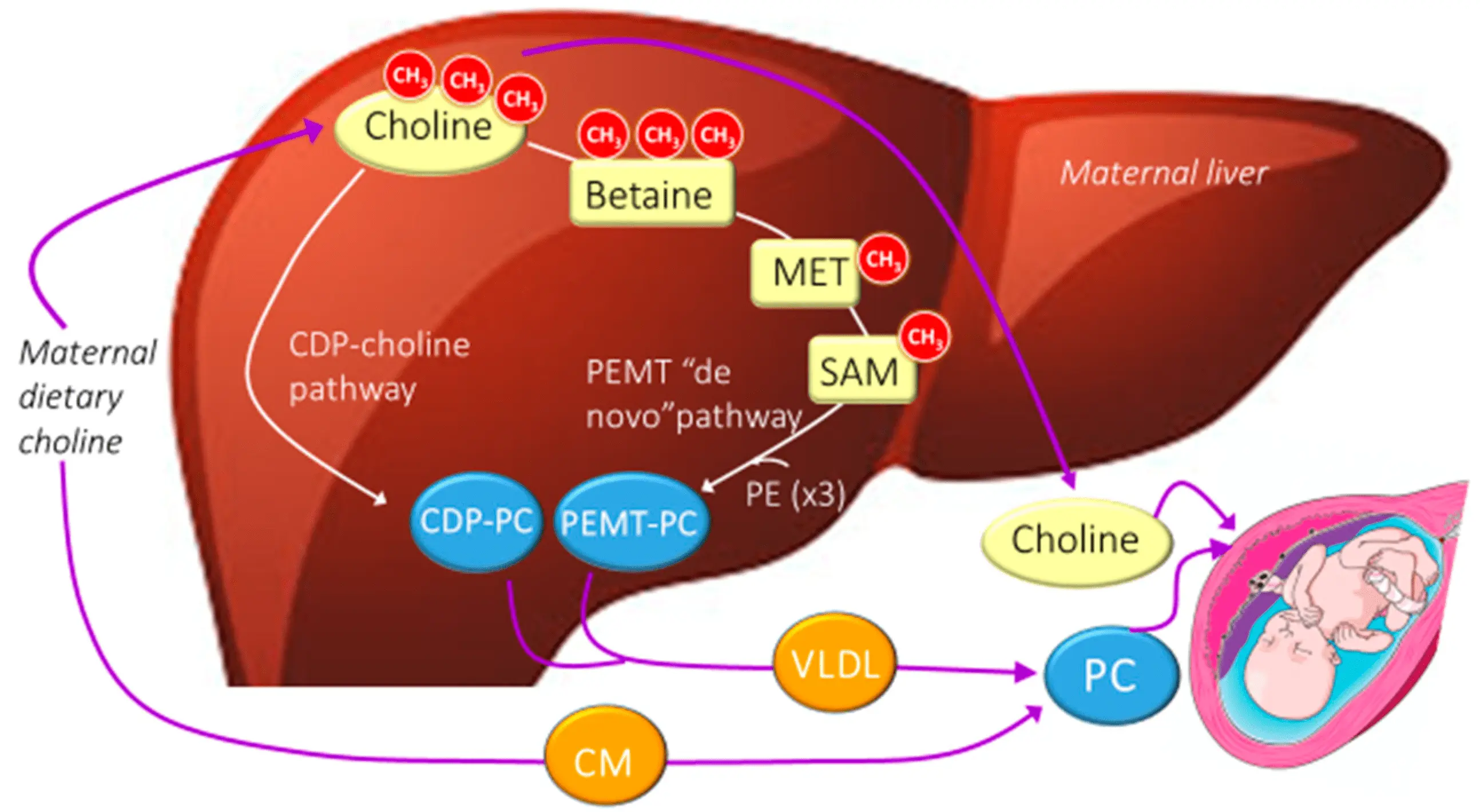 Choline relieves the symptoms of Down syndrome