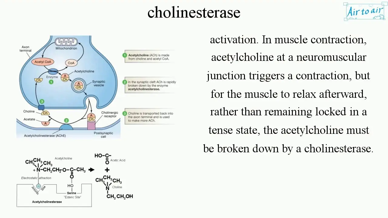 Cholinesteraza