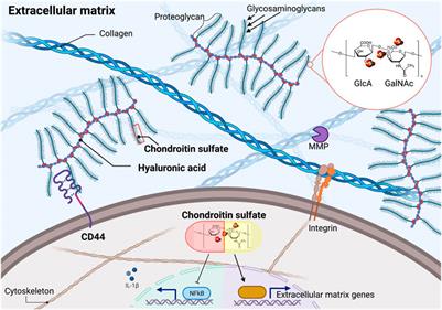 Chondroitin sulfate &#8211; properties, action, applications. When to supplement chondroitin?