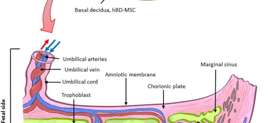 Chorionic villus &#8211; functions, detachment