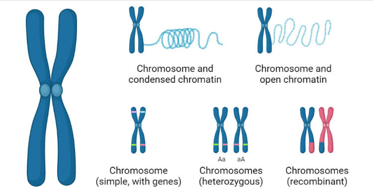 Chromosome &#8211; structure, types and functions in the body. Chromosomal aberrations and genetic diseases