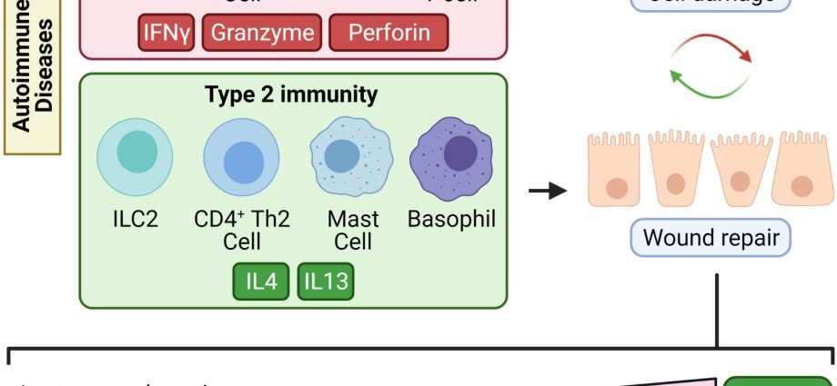 Chronic autoimmune enteritis. How is Łukasz sick?