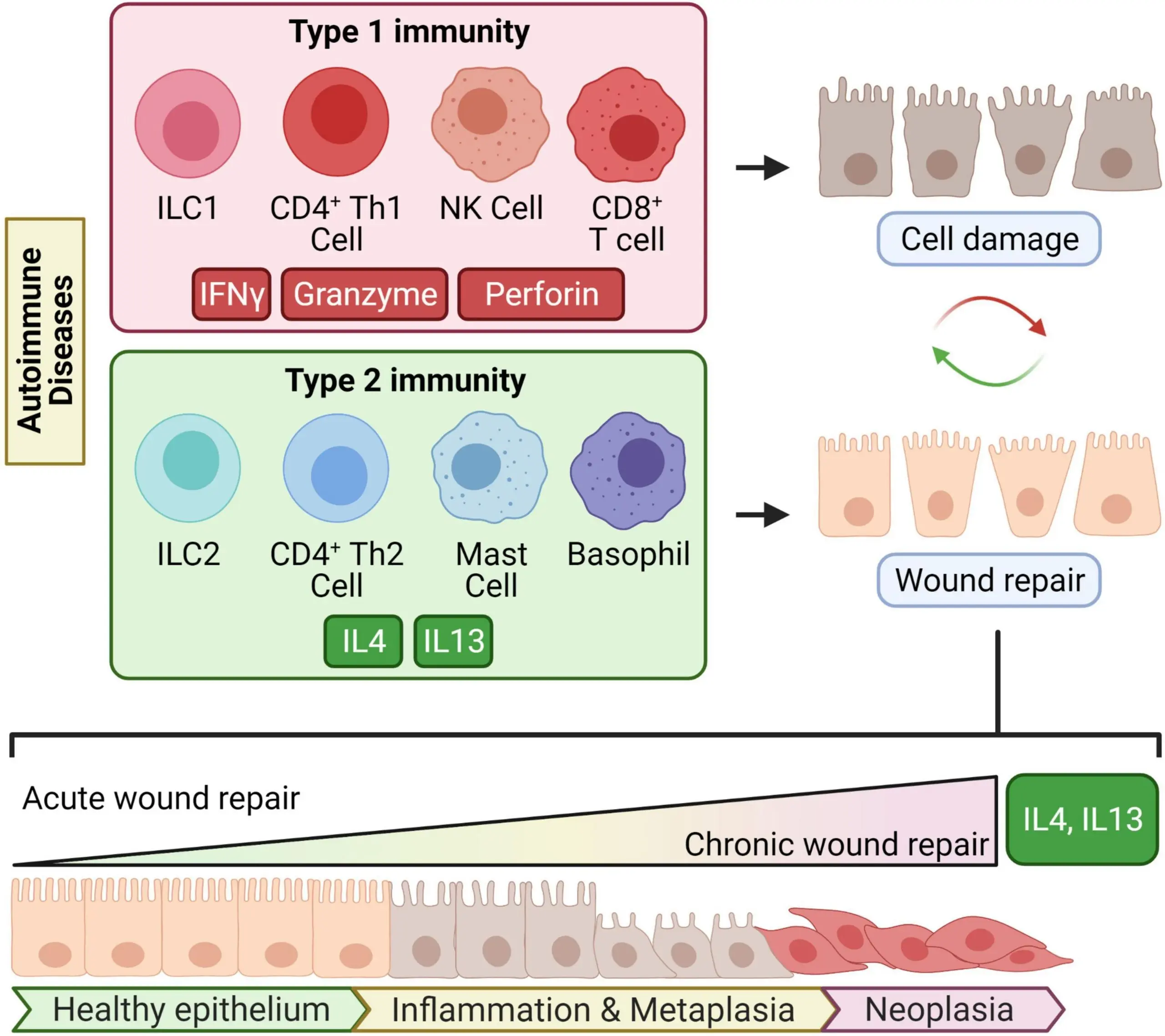 Chronic autoimmune enteritis. How is Łukasz sick?