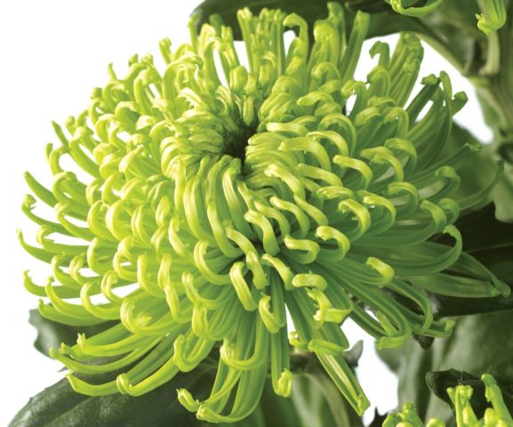 Chrysanthemum Anastasia: Green, Sunny, Lime, planting and care, photo