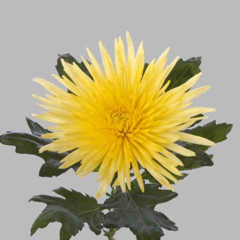 Chrysanthemum Anastasia: Green, Sunny, Lime, planting and care, photo