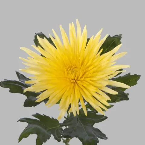 Chrysanthemum Anastasia: Green, Sunny, Lime, planting and care, photo