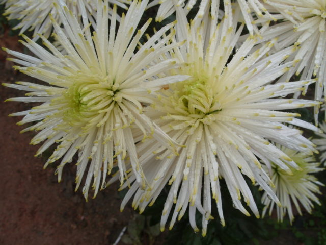 Chrysanthemum Anastasia: Green, Sunny, Lime, planting and care, photo