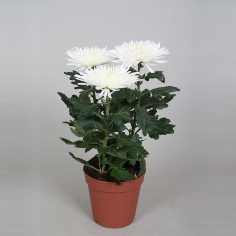 Chrysanthemum Anastasia: Green, Sunny, Lime, planting and care, photo