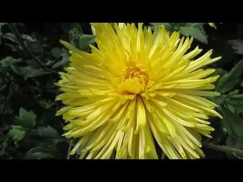 Chrysanthemum Anastasia: Green, Sunny, Lime, planting and care, photo