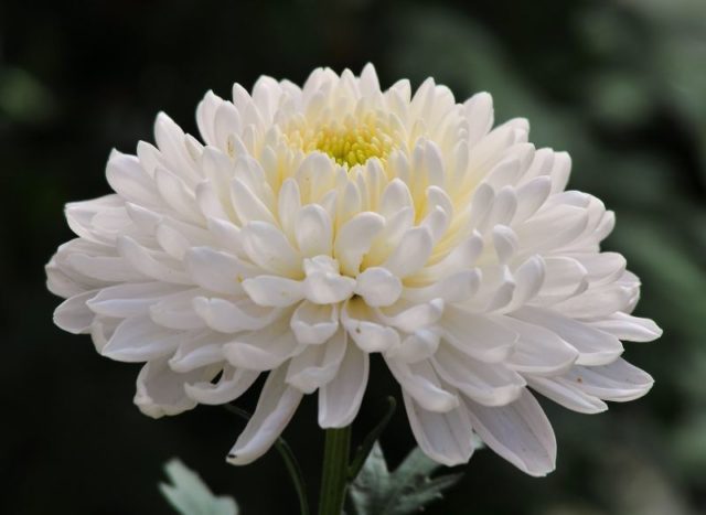 Chrysanthemum Antonov: photo, cultivation rules, planting and care