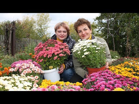 Chrysanthemum Antonov: photo, cultivation rules, planting and care