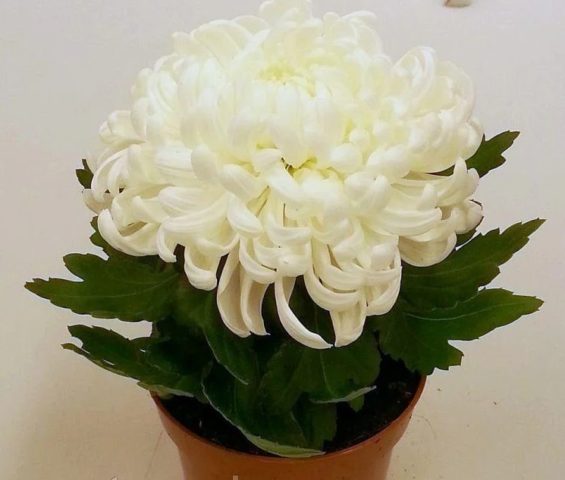 Chrysanthemum Antonov: photo, cultivation rules, planting and care